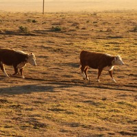 DIY Fodder System – Growing Winter Fodder for Livestock