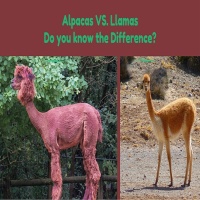 Differences Between Llamas & Alpacas – Ever Wonder What they are?