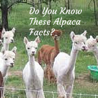 All About Alpaca Farming – Useful Tips for Raising Alpacas