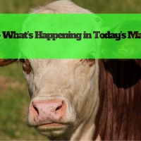 Beef – What’s Happening in Today’s Market?