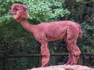 alpaca