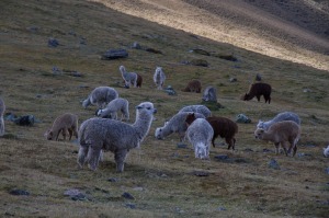 alpaca habitat