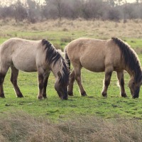 Spring Pasture Management Tips for Horses