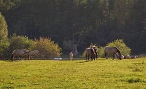 pasture 