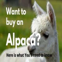 All you need to know before you buy an Alpaca