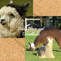 Teddy Bears and Dreadlocks. The Two Types of Alpacas