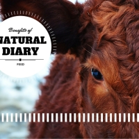 Benefits Of Natural Dairy Feed Without Herbicides