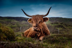 Summer Livestock