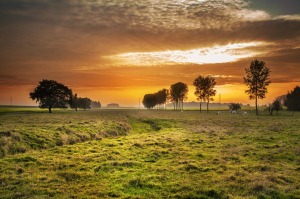 Farming at home