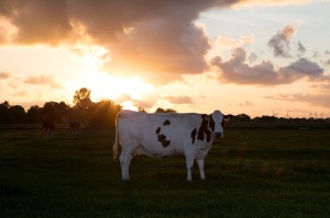 Benefits of natural livestock feed